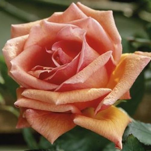 Naranja albaricoque - Árbol de Rosas Híbrido de Té - rosal de pie alto- forma de corona de tallo recto